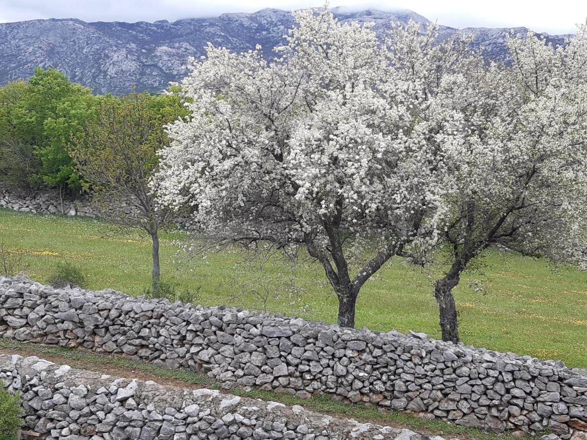 Dolovi Camping *